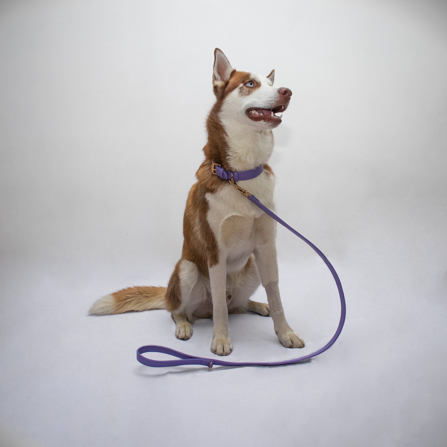 LILA BU LEASH
