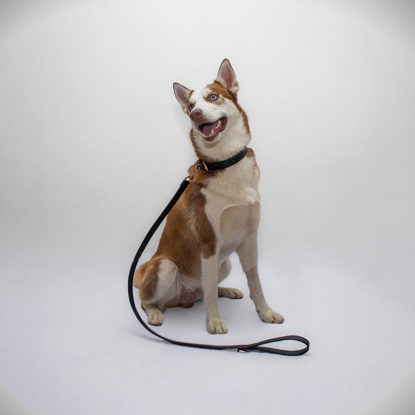 BLACK BU LEASH