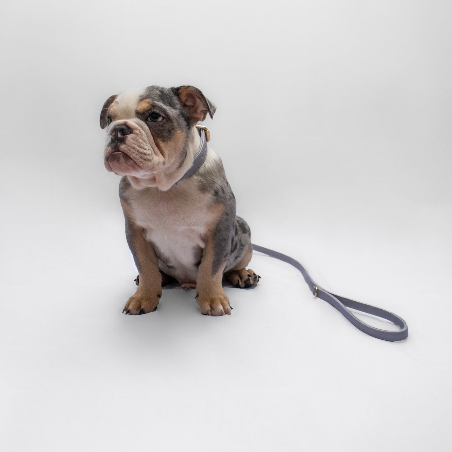 LIGHT GREY BU LEASH