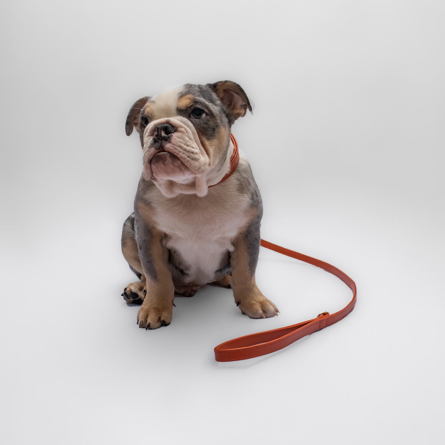 GINGER BU LEASH