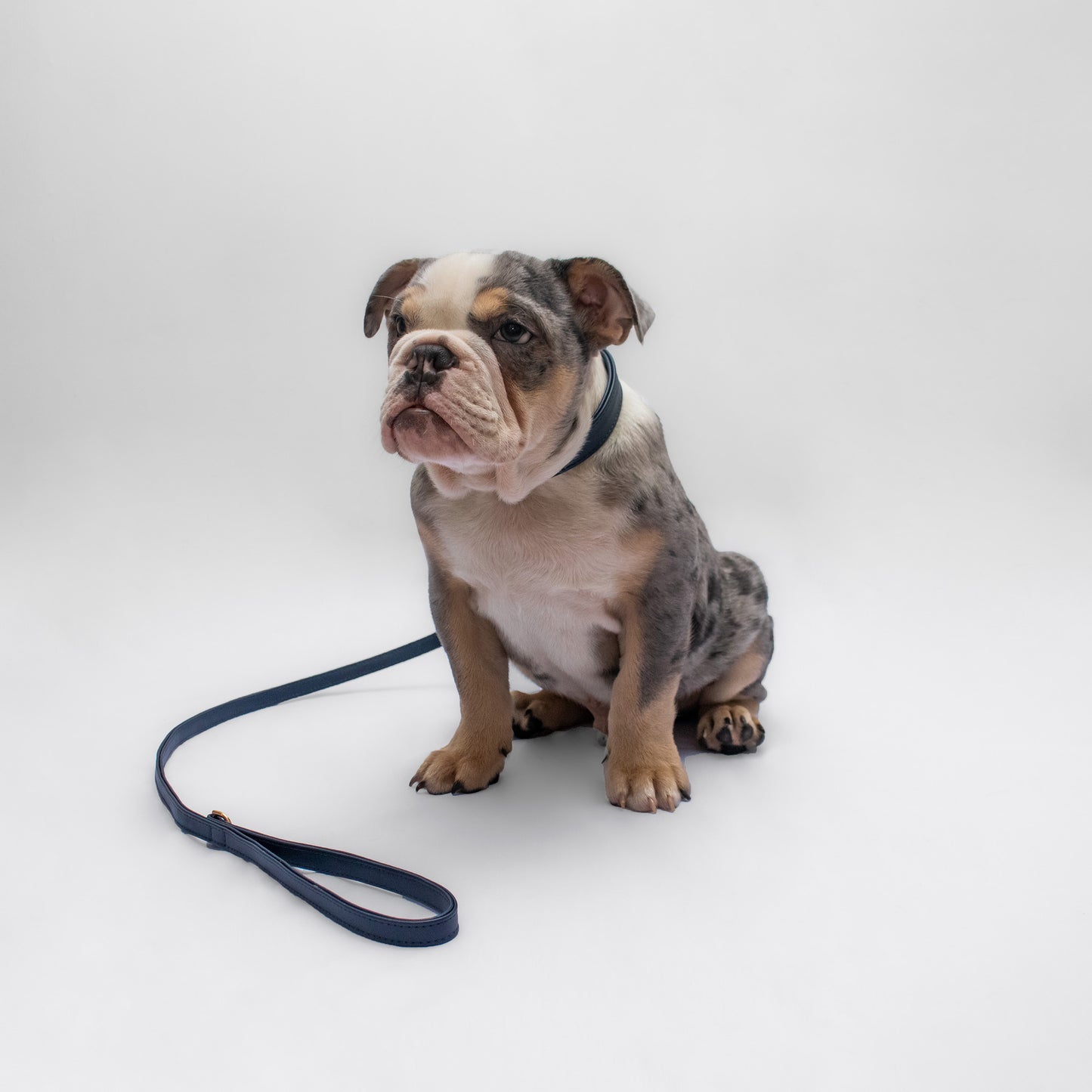 NAVY BLUE BU LEASH