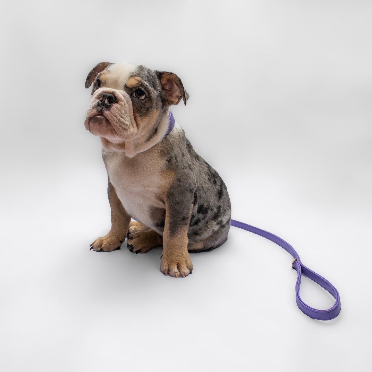 LILA BU LEASH