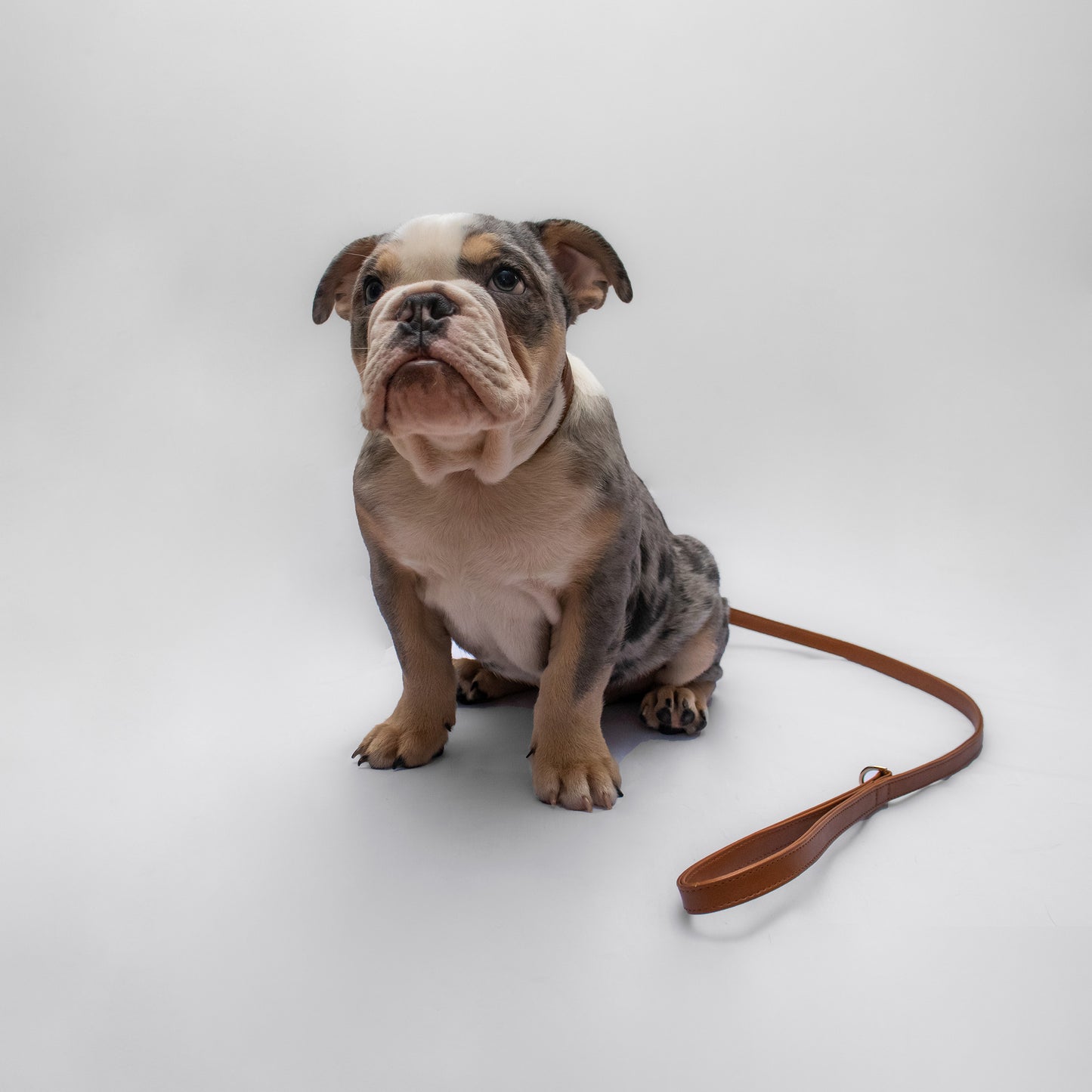 CAMEL BU LEASH